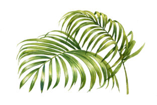 Download Watercolor Coconut Palm Tree Summer - Watercolor coconut Collection